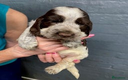 Cocker Spaniel dogs for sale: Cocker Spaniel Puppies For Sale  - Image 13
