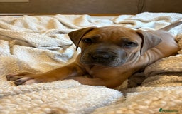Boerboel dogs for sale: EXCEPTIONAL NABBR REGISTERED PUPPIES!  - Image 33