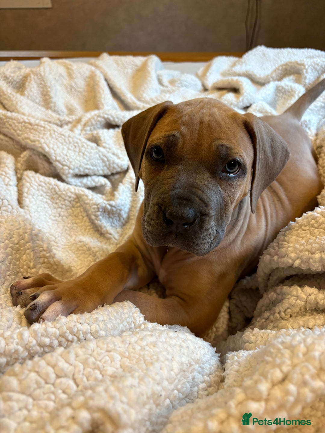Boerboel dogs for sale: EXCEPTIONAL NABBR REGISTERED PUPPIES!  - Image 33