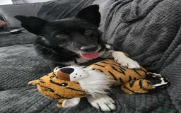 Mixed Breed dogs for adoption: Freckles is ready to find a family! - Image 7