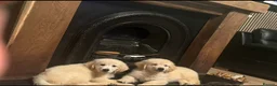 Golden Retriever dogs for sale: Stunning KC Registered Golden Retriever Puppies 🐾 - Advert 12