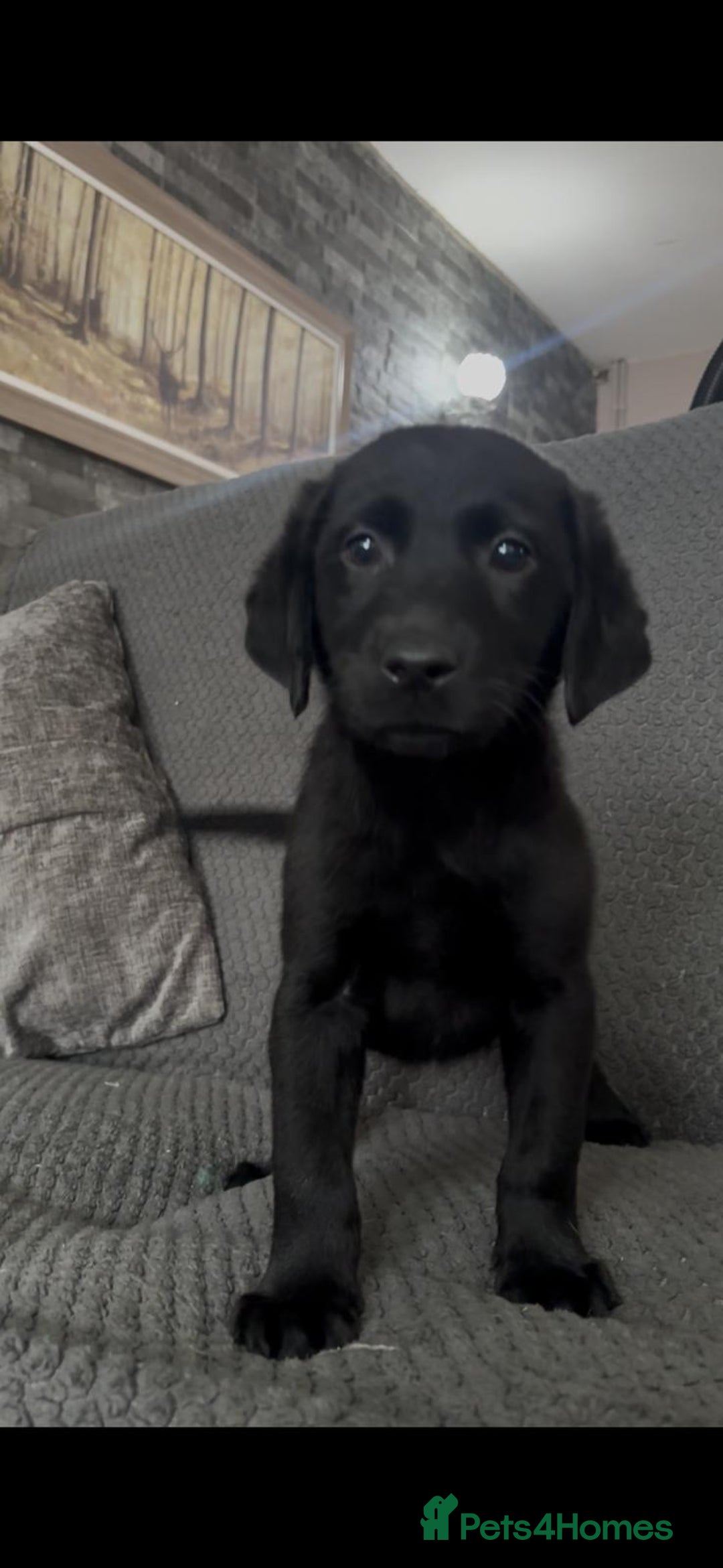 Labrador Retriever dogs for sale: Labrador puppies  - Image 4
