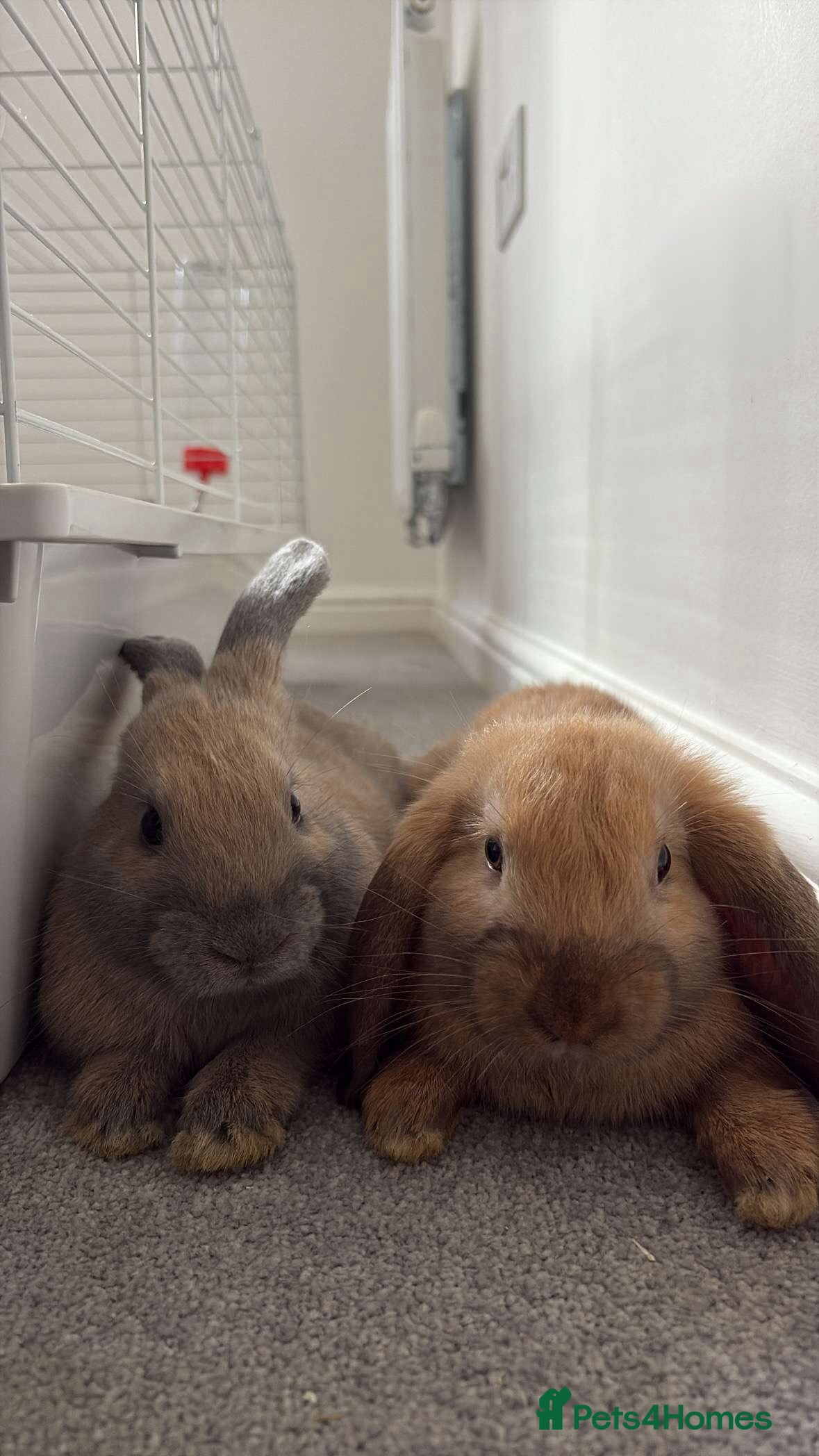 English Lop rabbits Free due to moving out, need rehome asap!  - Advert 2