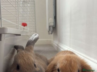 English Lop rabbits Free due to moving out, need rehome asap! - Advert 2