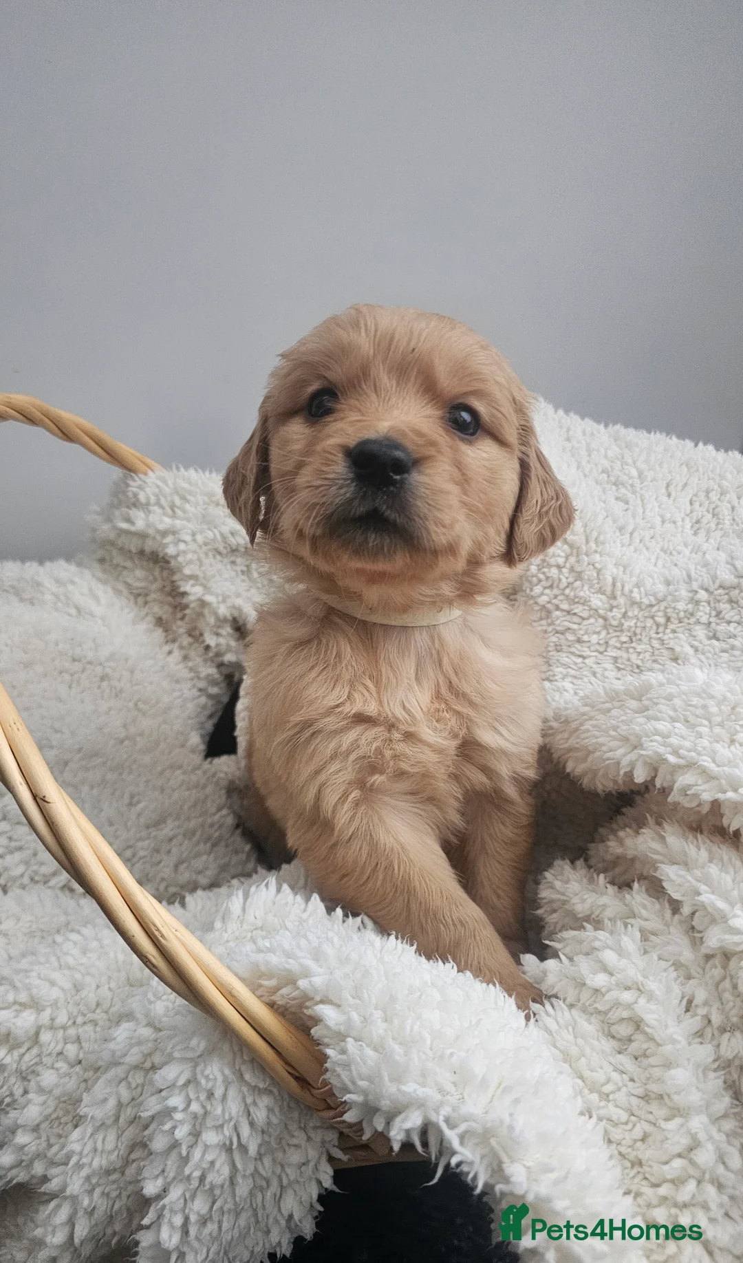 Golden Retriever dogs for sale: Amazing shades long awaited litter - Advert 20