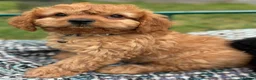 Cavapoo dogs for sale: Black and Tan Cavapoos - Advert 21