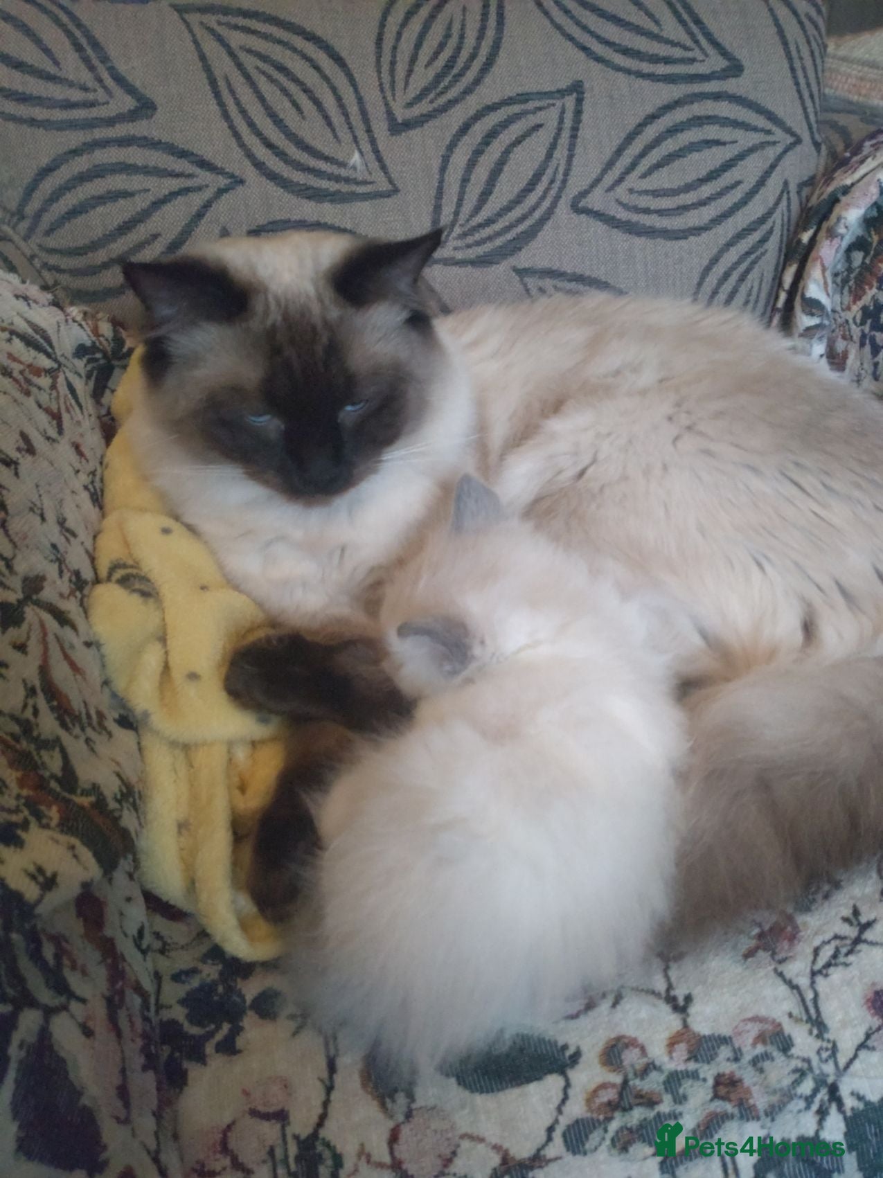 Ragdoll cats Beautiful Male Ragdoll Kittens - Advert 1