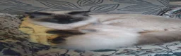 Ragdoll cats for sale: Beautiful Male Ragdoll Kittens - Advert 1