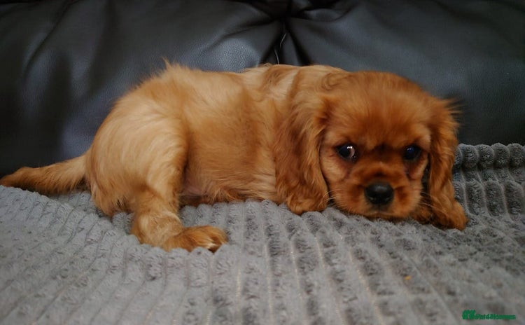 Cavalier King Charles Spaniel dogs - Advert 3
