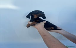 Dachshund dogs for sale: Miniature dachshund puppies  - Image 6