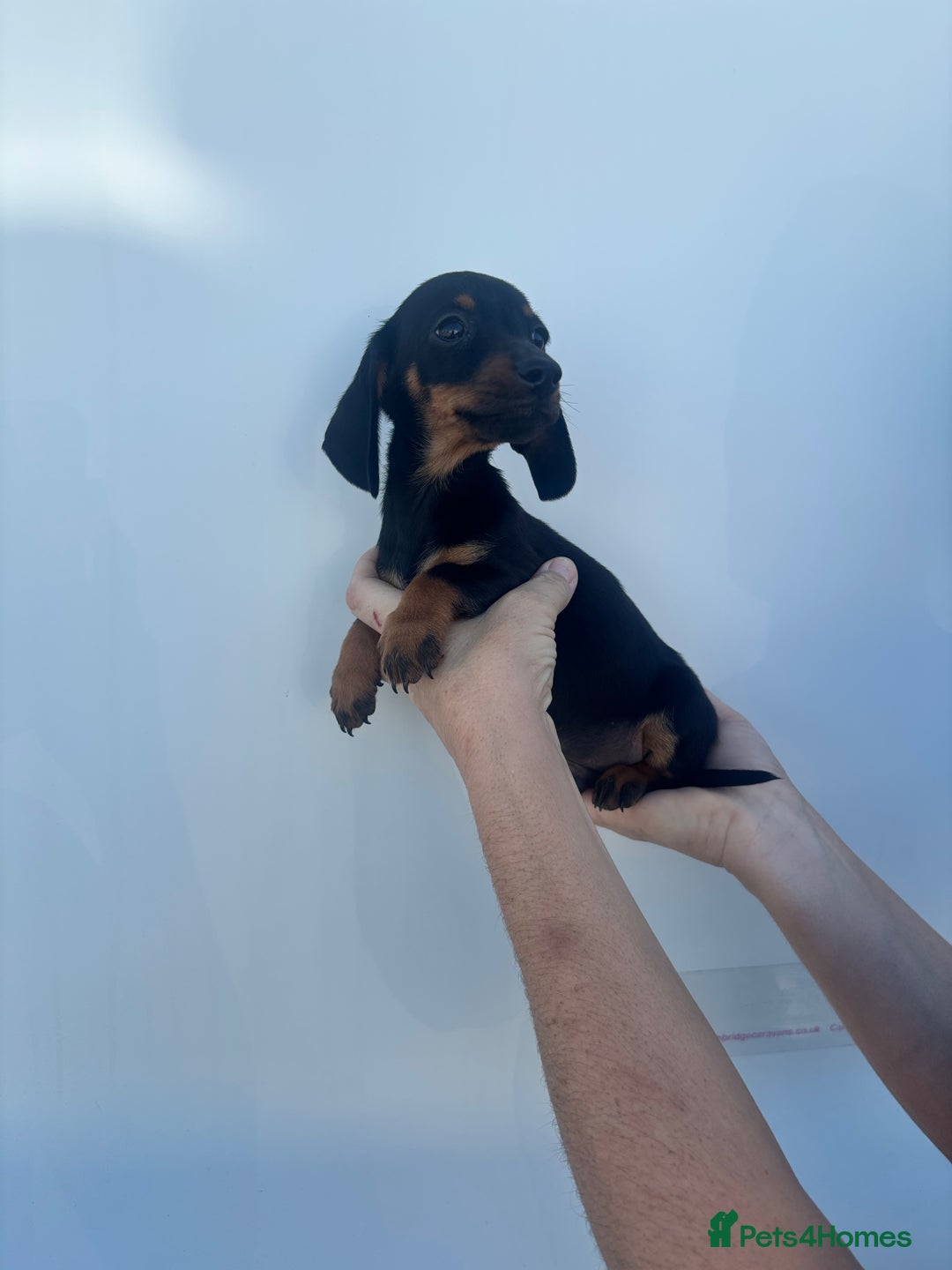 Dachshund dogs for sale: Miniature dachshund puppies  - Image 6