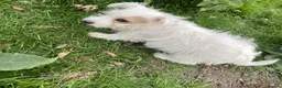 Jack Russell dogs for sale: Jack Russell  - Advert 3