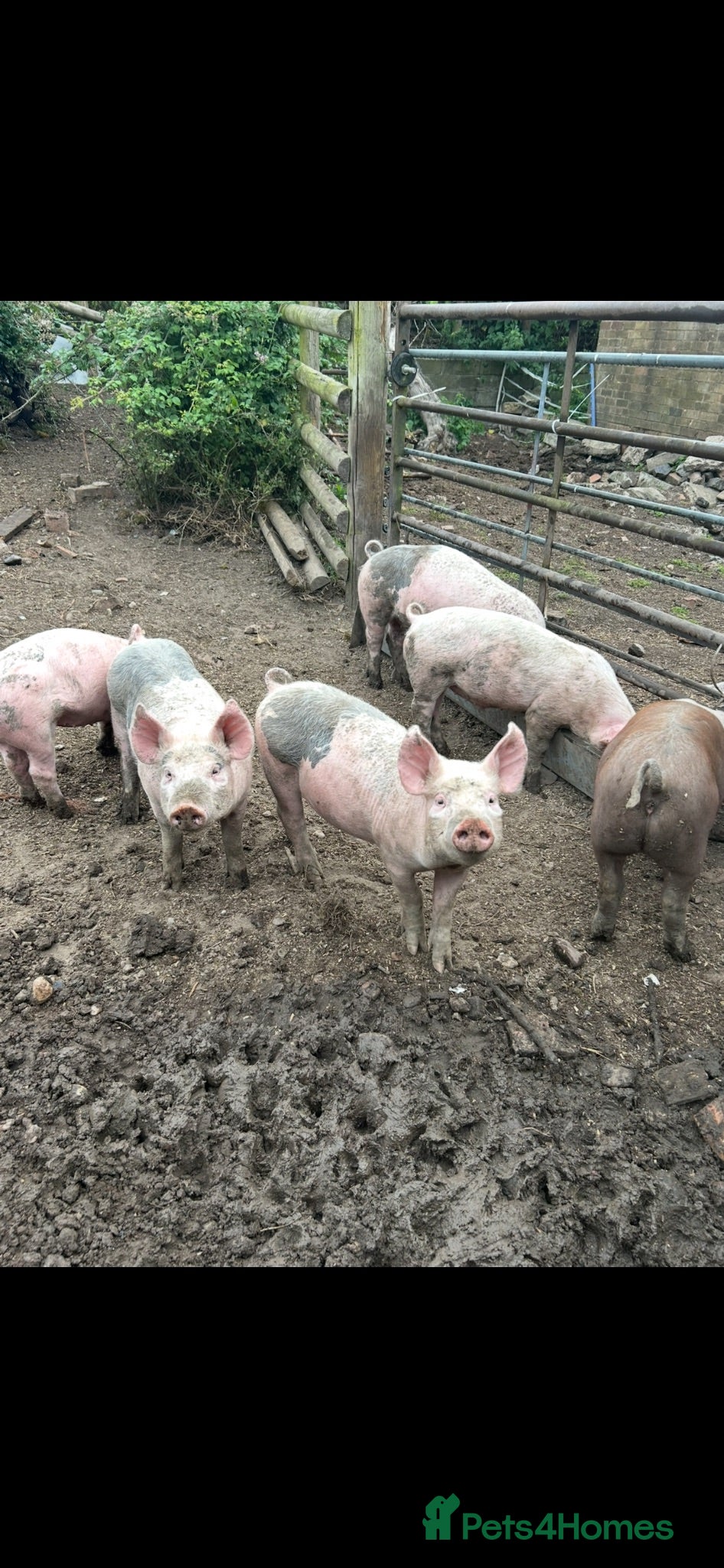 Pig livestock Large White Cross Weaners - Advert 12