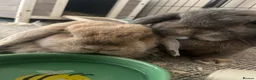 Dwarf Lop rabbits for sale: Rabbits for rehoming. in Newport - Advert 3