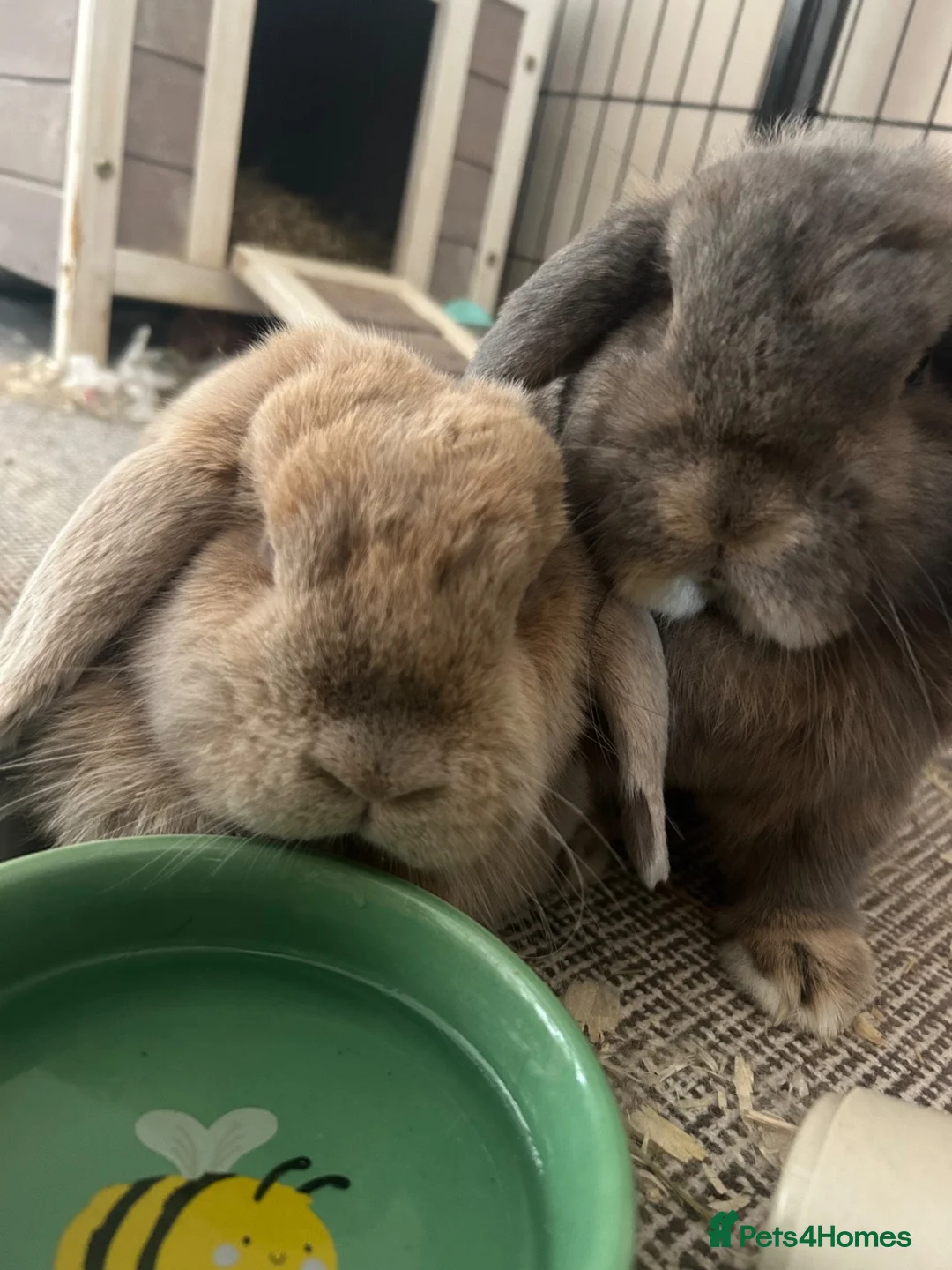Dwarf Lop rabbits for sale: Rabbits for rehoming. in Newport - Advert 3