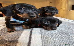 Dachshund dogs for sale: Gorgeous pure bred miniature dachshunds  - Image 10