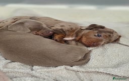 Dachshund dogs for sale: Billy  - Image 6