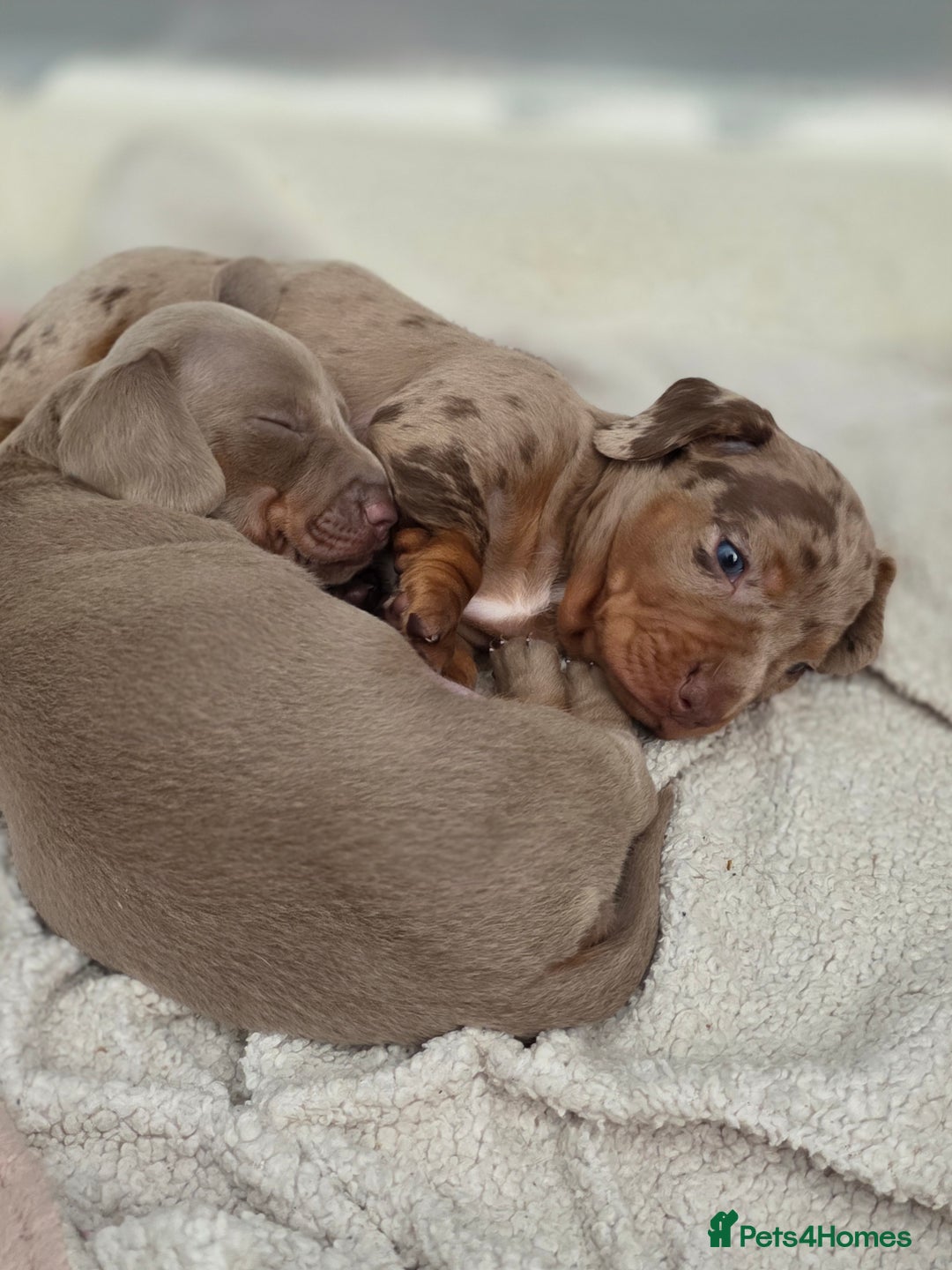 Dachshund dogs for sale: Billy  - Image 6