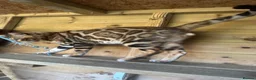 Bengal cats for sale: Stunning boy - Advert 5
