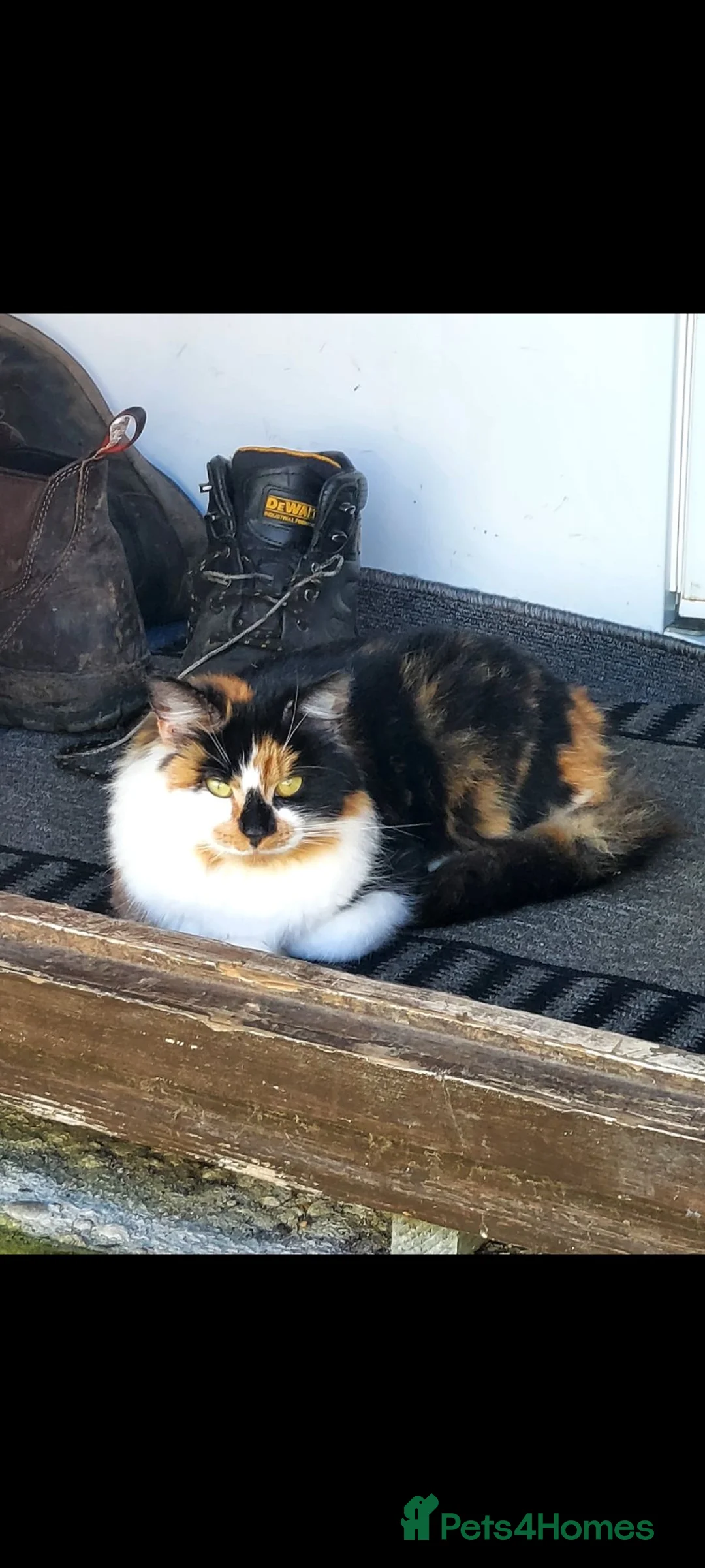 British Longhair cats for sale: Kittens for sale - Advert 1