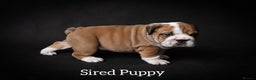 English Bulldog dogs for stud: Qualified Crufts20/21/22/23/24 Health Certificates in Slough - Advert 12