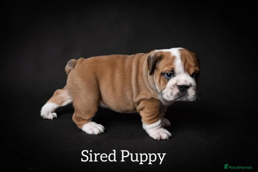 English Bulldog dogs for stud: Qualified Crufts20/21/22/23/24 Health Certificates in Slough - Advert 12