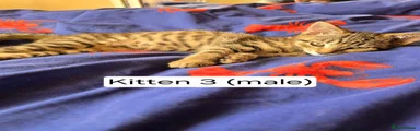 Domestic Shorthair 3