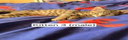 Domestic Shorthair cats for sale: 5 beautiful tabby kittens for Sale!!! - Advert 5