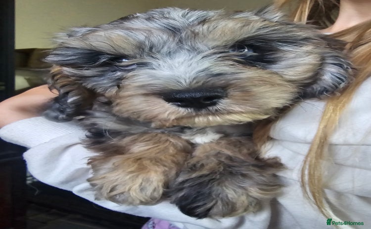 Cavapoo dogs - Advert 2