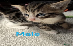 RagaMuffin cats for sale: Ragamuffin kittens  - Image 1