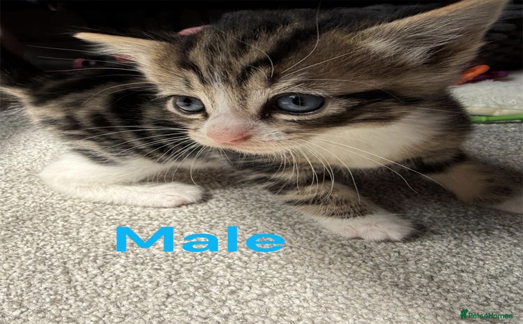 RagaMuffin cats - Advert 1