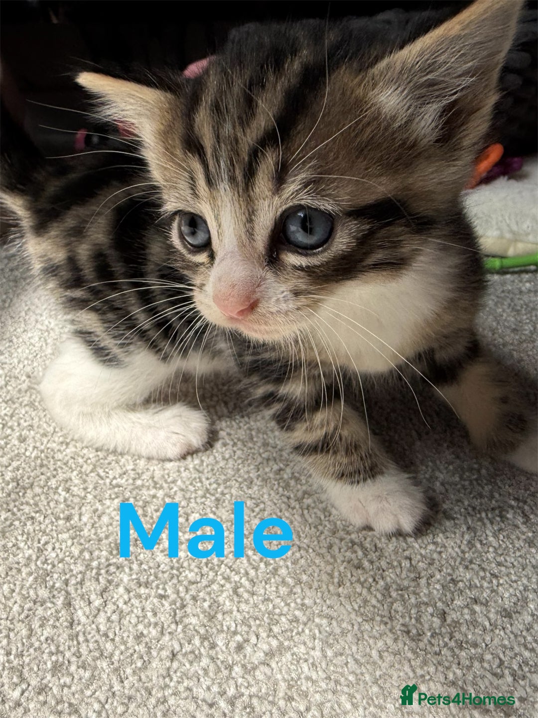 RagaMuffin cats for sale: Ragamuffin kittens  - Image 1