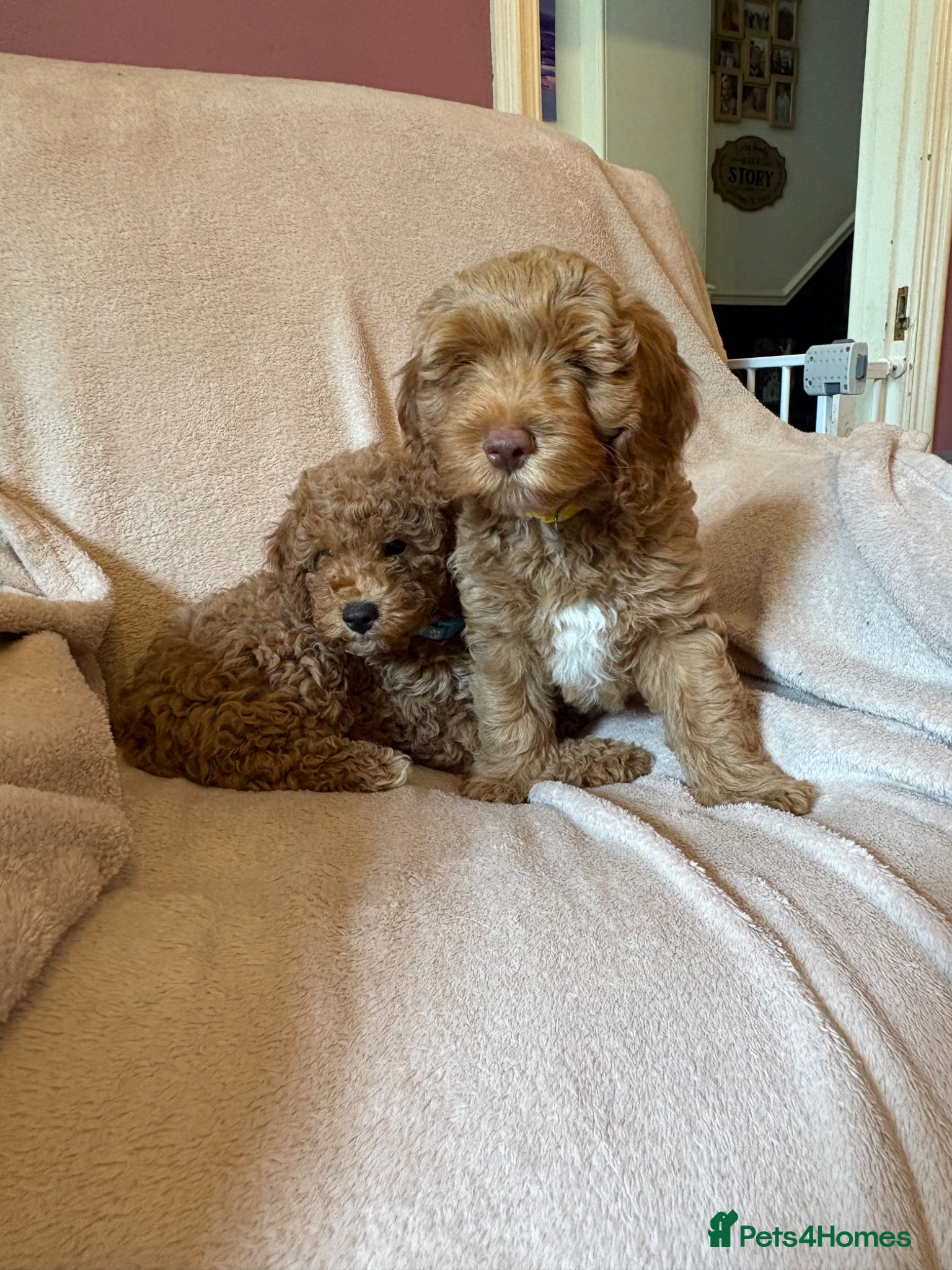 Cockapoo dogs Stunning cockapoo girls ready now - Advert 3