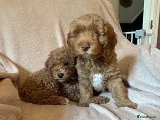 Cockapoo dogs Stunning cockapoo girls ready now - Advert 3
