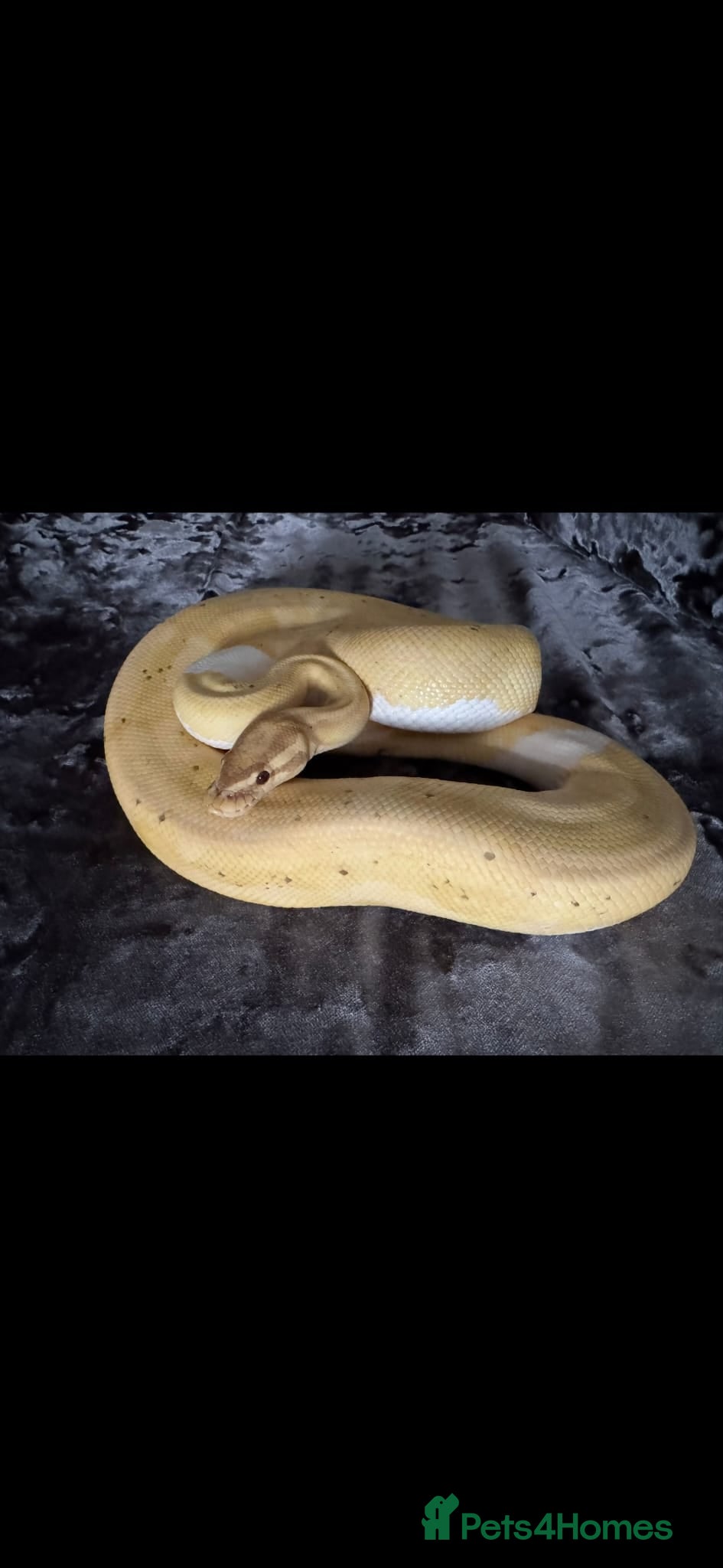 Python Snake reptiles Male pied ball python  - Advert 21