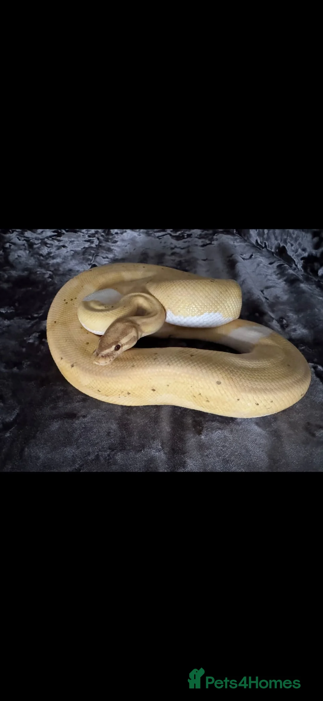 Python Snake reptiles for sale: Male pied ball python  - Advert 1