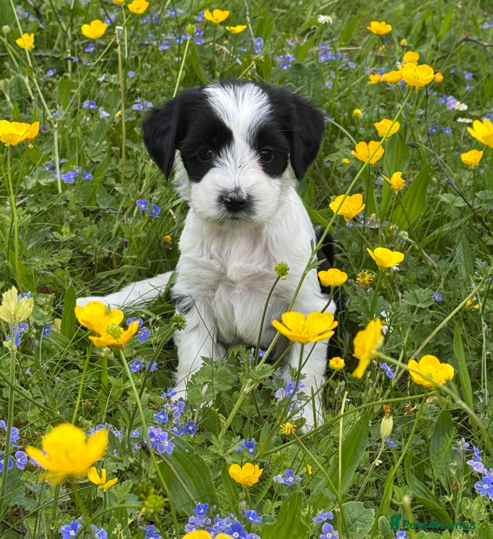 Tibetan Terrier dogs Stunning KC Reg Tibetan terrier puppies - Advert 2