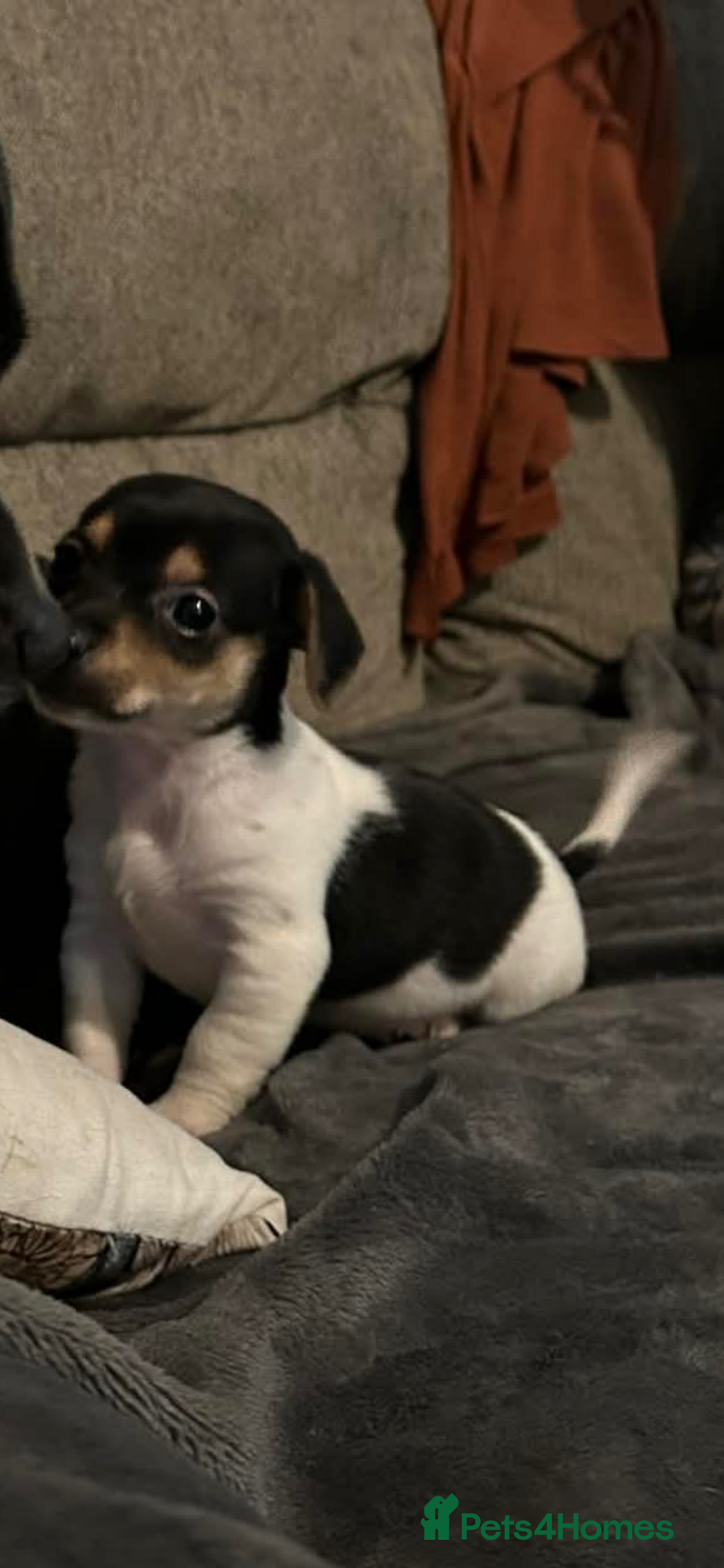 Jack Russell dogs for sale: Jack Russell pup  - Advert 1