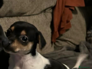 Jack Russell dogs Jack Russell pup - Advert 3