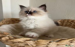 Ragdoll cats for sale: Ragdolls - Image 3