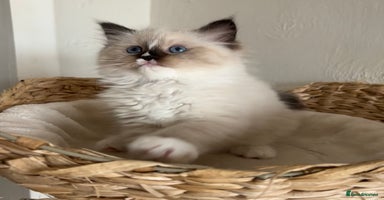 Ragdoll cats - Advert 1