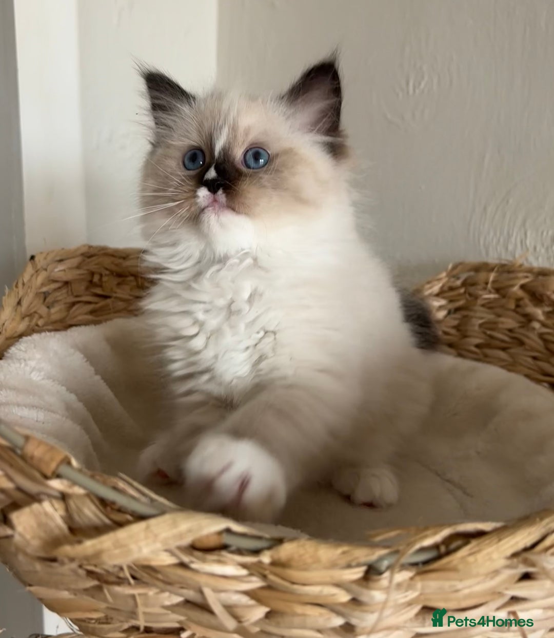 Ragdoll cats for sale: Ragdolls - Image 3