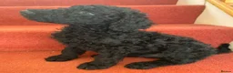 Standard Poodle dogs for sale: wonderful poodle puppies - Advert 20