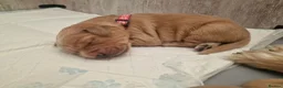 Golden Retriever dogs for sale: Stunning dark golden retriever puppies for sale - Advert 4