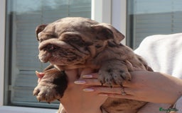 English Bulldog dogs for sale: Bettie & 007 babies short compact   - Image 15