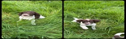 English Springer Spaniel dogs for sale: KC Registered English Springer Spaniel Pups - Advert 1
