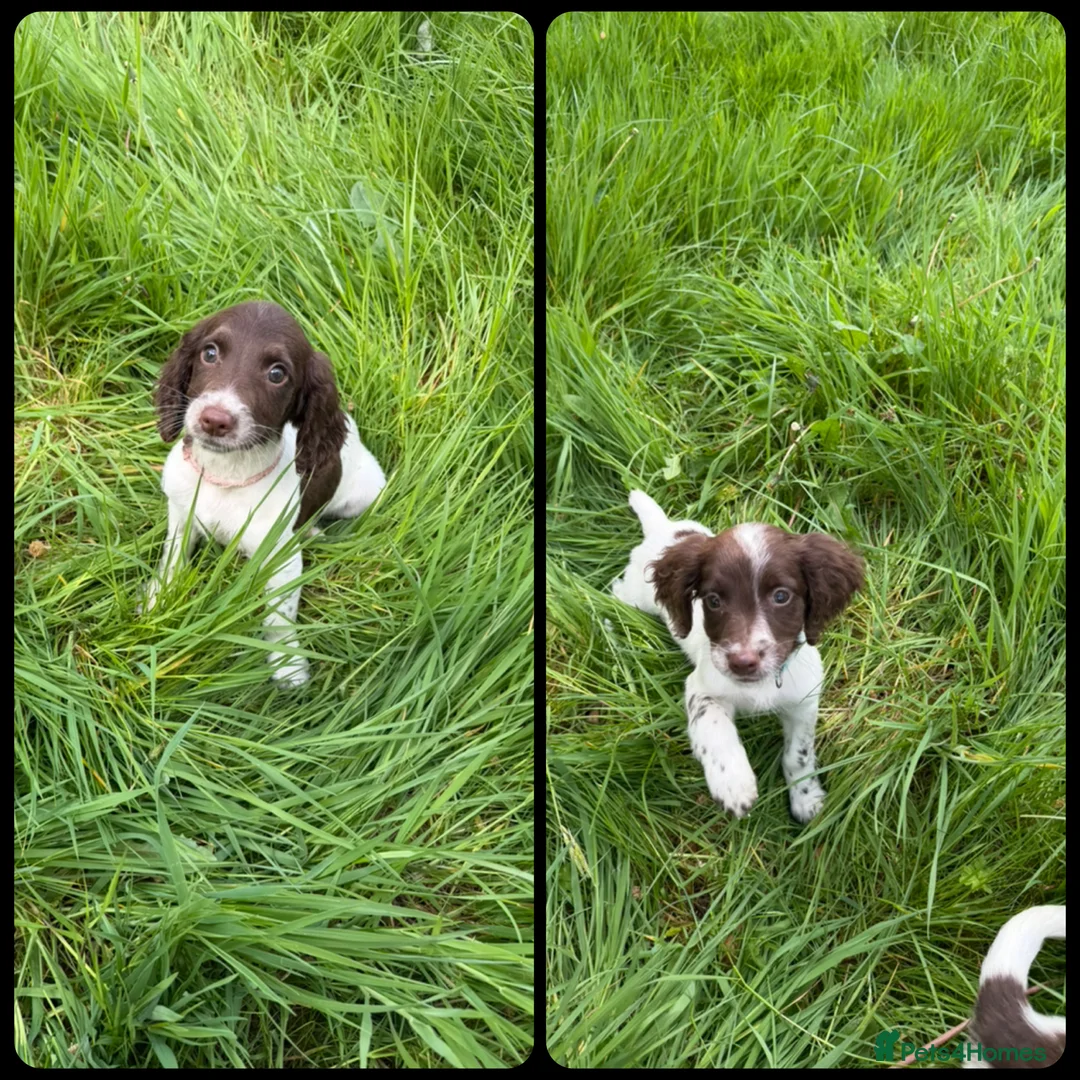 English Springer Spaniel dogs for sale: KC Registered English Springer Spaniel Pups - Advert 1