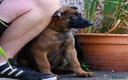 Belgian Shepherd Dog dogs for sale: Stunning Belgian Malinois Puppies Ready Now - Image 2