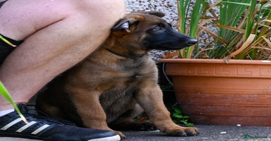 Belgian Shepherd Dog dogs - Advert 6