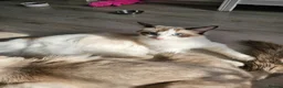 Ragdoll cats for sale: 🔹️🔹️🔹️Purebred Ragdoll kittens🔹️🔹️🔹️ - Advert 11